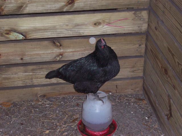 37902_rooster_058.jpg