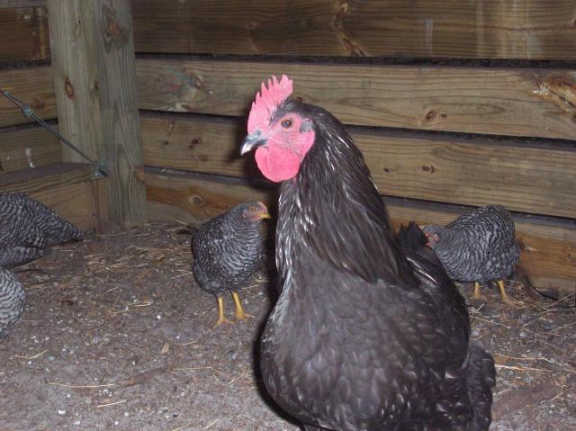 37902_rooster_073.jpg