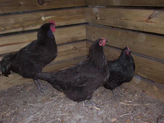 37902_rooster_080.jpg