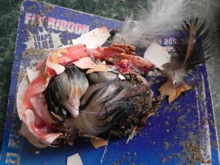 37907_dscn0342.jpg