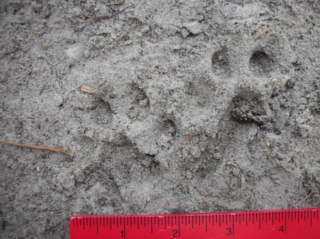 37910_bobcat_paw.jpg
