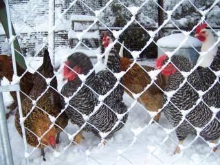 37917_chickens_in_snow.jpg
