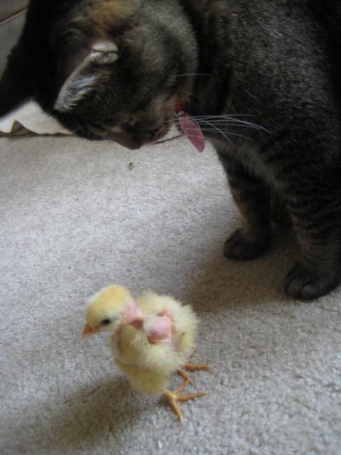 37923_cassie_and_agnes.jpg