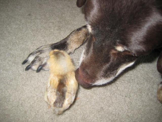 37923_wrigley_and_darla.jpg
