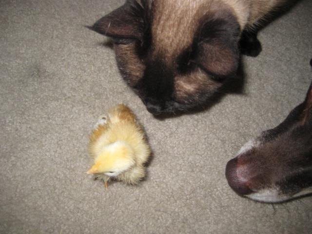 37923_wrigley_gracie_and_agnes.jpg