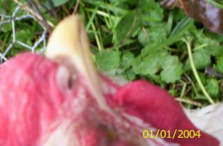 37930_bad_eye_3.jpg