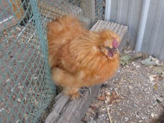 37930_buff_silkie_002.jpg