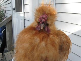 37930_buff_silkie_005.jpg