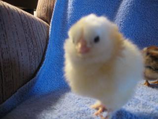 37930_chickies_2.jpg