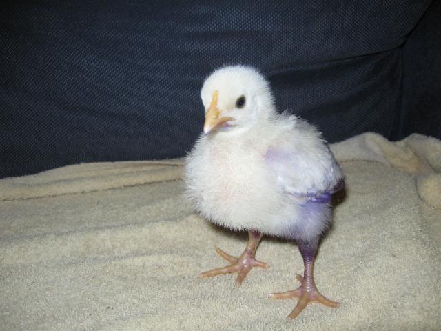 37930_new_babies_004.jpg