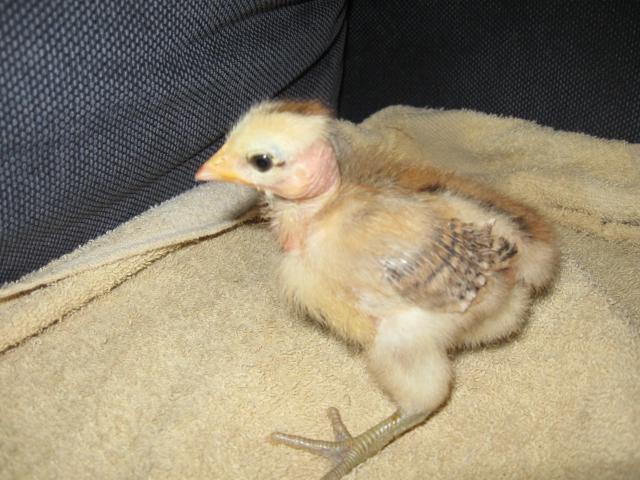 37930_new_babies_005.jpg