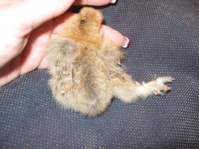 37930_new_chick_001.jpg