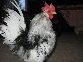 37930_romeo_5.jpg