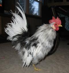 37930_romeo_6.jpg