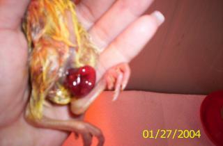 37930_sick_chick.jpg