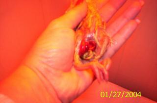 37930_sick_chick_2.jpg