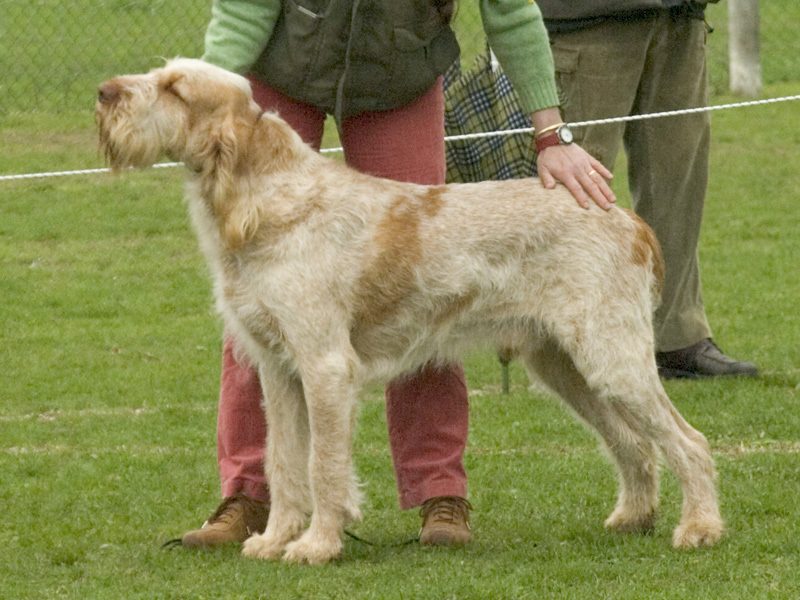 3796_breedguess.jpg