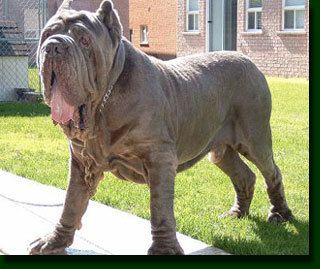3796_breedguessa.jpg