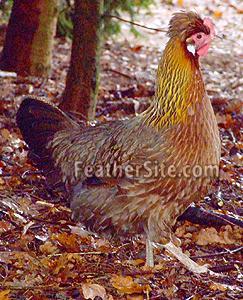 3796_chickenguess3.jpg