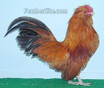 3796_chickenguessb001.jpg