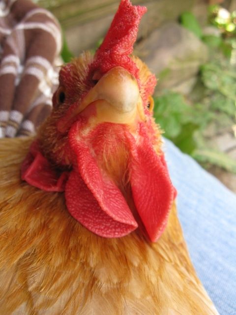 3796_clotilde.jpg