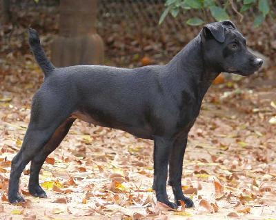 3796_dog.jpg