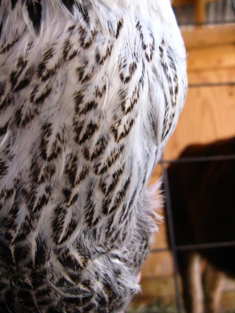 3796_echo_breast.jpg