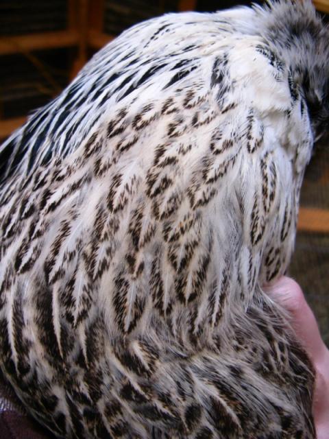 3796_echo_breast_2.jpg