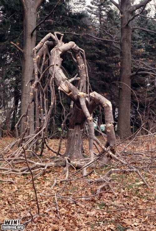 3796_epic-win-photos-jointed-tree-win.jpg