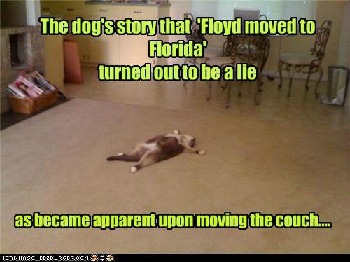 3796_funny-pictures-the-dogs-story-that-floyd-moved-to-florida-turned-out-to-be-a-lie.jpg