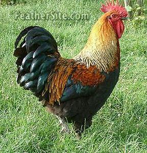 3796_goldroo.jpg