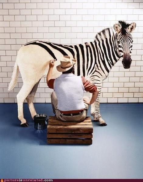 3796_how-zebras-are-really-made.jpg
