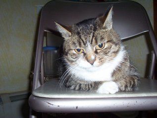 3796_mittens.jpg
