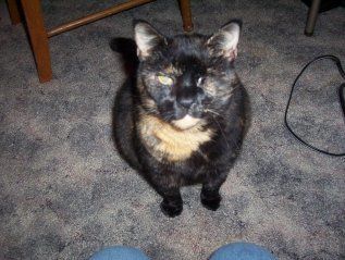 3796_muffy2.jpg