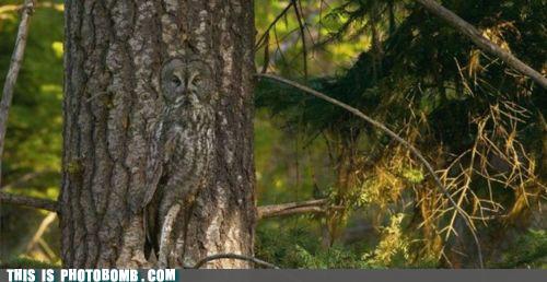 3796_photobomb-that-guy-when-hoot-see-it1.jpg