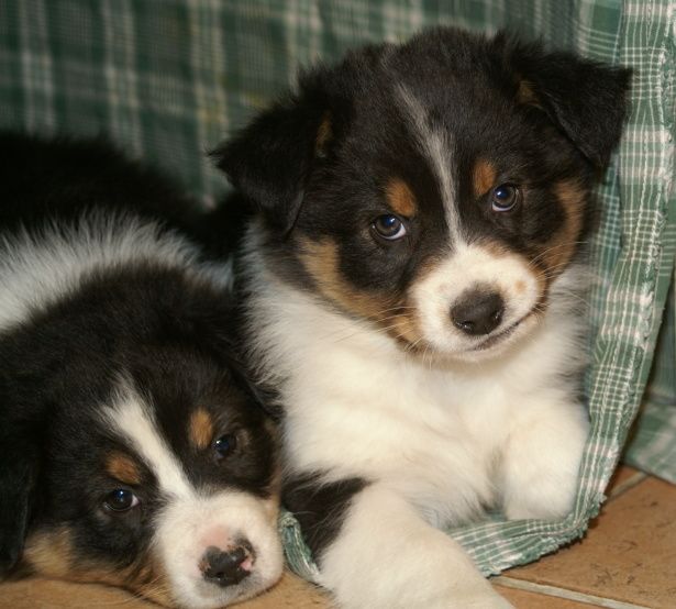 3796_puppyguess1.jpg