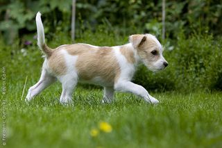 3796_puppyguess3.jpg