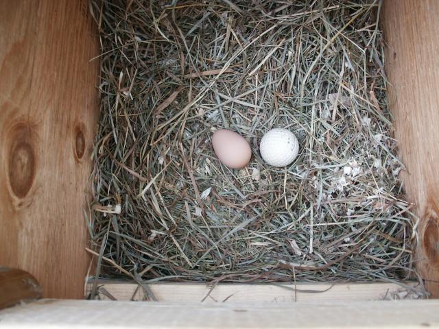 37979_firstegg.jpg