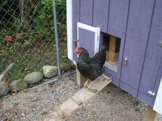 37979_hen.jpg
