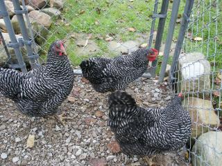 37979_hens.jpg