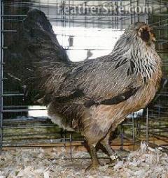 37984_silver_pullet.jpeg