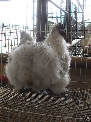 3798_bunc3kg2kkgrhgoh-eeejlllyg1nbkowtz4jd_12.jpg