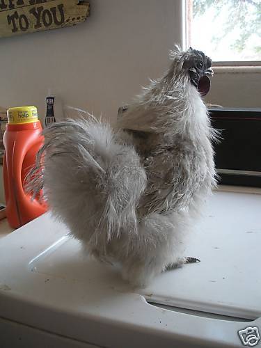 3798_buncpkqwkkgrhgoh-dsejlll0bvjbkowsfdnd_12.jpg