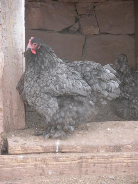 3798_chickens_036.jpg