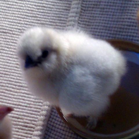 37992_splash_silkie_chick.jpg