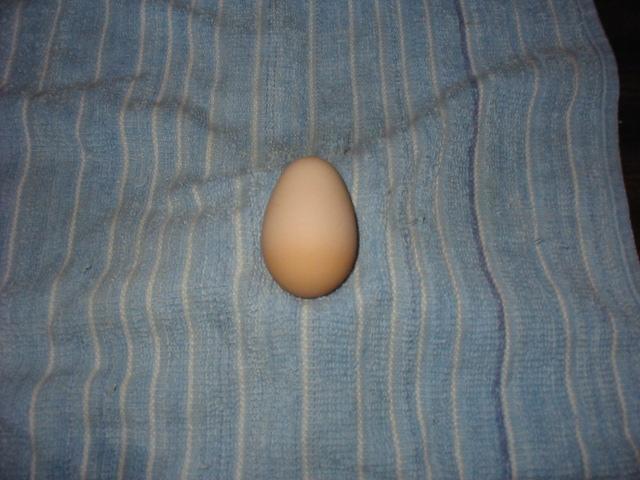 38001_first_egg_1.jpg