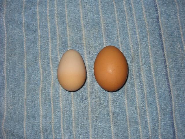 38001_first_egg_with_store_egg.jpg