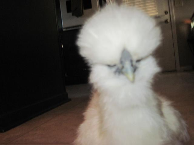 38001_img_0795.jpg