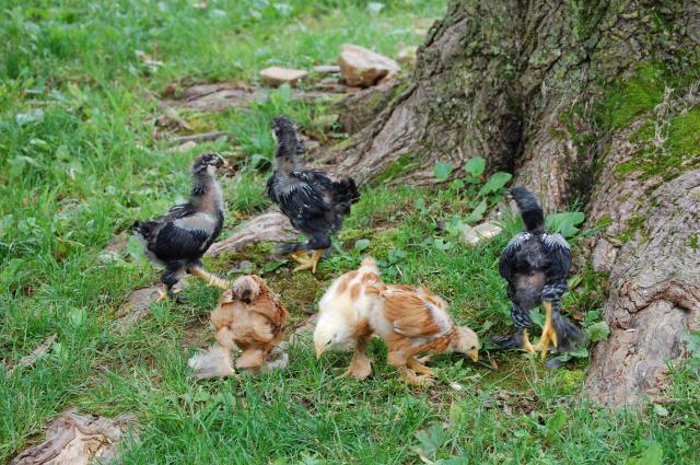 38102_chicks_002.jpg