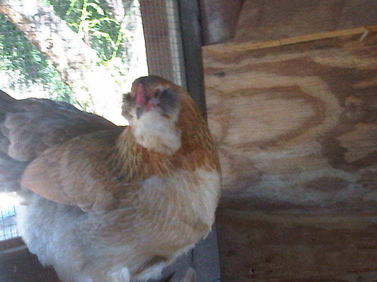 38124_ewh1.jpg